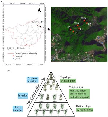 Moso bamboo (Phyllostachys edulis (Carrière) J. Houzeau) invasion affects soil microbial communities in adjacent planted forests in the Lijiang River basin, China
